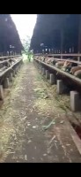 Lebende Schafe from Indonesien