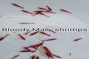 Ornamental Fish from Indonesia