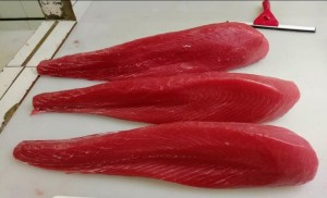 Frozen Loin Tuna CO from Indonesia