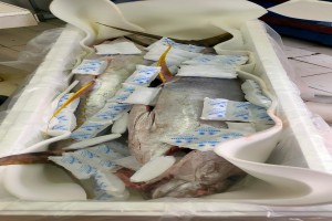 Tuna from Indonesia