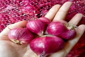 RED ONIONS from Indonesia