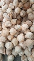 Coco Semidescortezado / Descortezado from Indonesia
