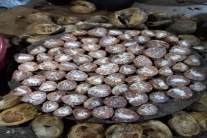 Nuez de Betel from Indonesia