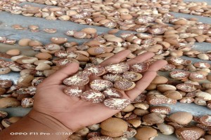 Nuez de Areca from Indonesia