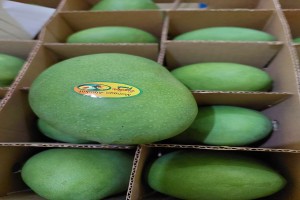 Mango (Harum Manis) from Indonesië