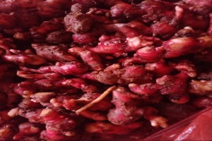 Gengibre Vermelho from Indonésia