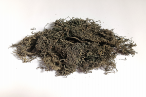 Suszona Gracilaria from Indonezja