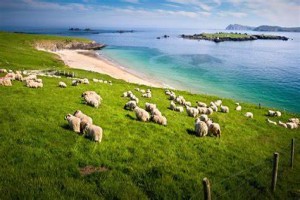 Schapenvlees from Ierland