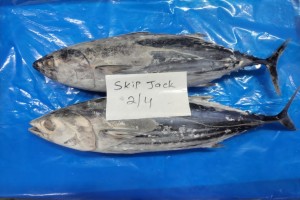 Skipjack tuna from India