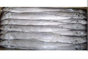 Ribbon fish from India
