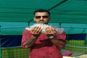 Tilapia fish from India