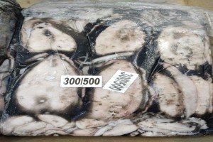 Seppia from India
