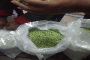 Piselli verdi surgelati from India