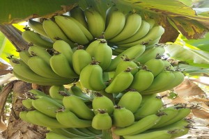 Banana fresca dall'India from India