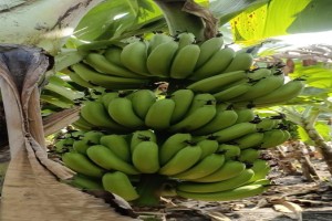 Banana from Índia