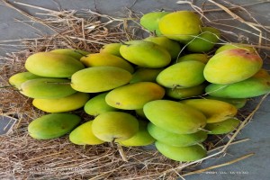 MANGA ALPHONSO & KESAR INDIANA from Índia