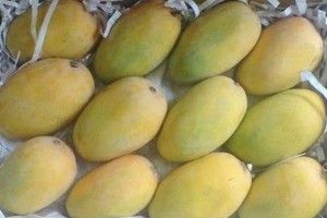 Mango Kesar from India