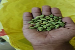 Cardamom from India