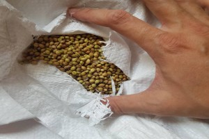 Coriander from India