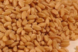 Grano from India