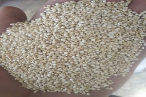 Quinoa from Indien