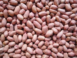 Peanut or Groundnut from India