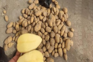 AGRIA POTATO from Iran