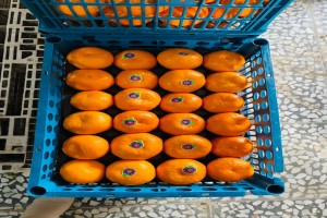 Mandarin from Iran