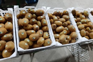 Kiwi from Iran