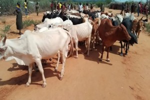 SAPI HIDUP DARI TURKANA COUNTY from Kenya