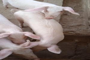 Babi from Kenya