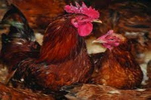 Kenbro mature chicken from Kenya