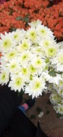 Chrysanthemums from Kenya