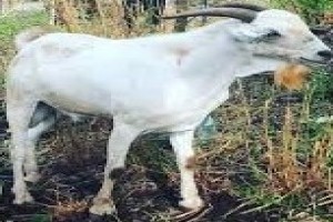 Goat Meat from Kenya