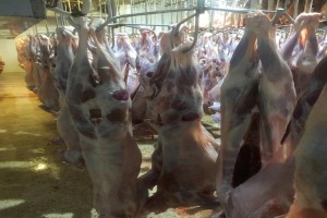 Carne di capra e pecora halal from Kenya