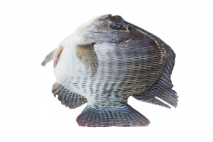 TILAPIA FISH from Kenya