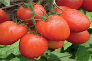 Tomaten from Kenia