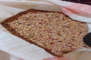 Feijões from Quénia