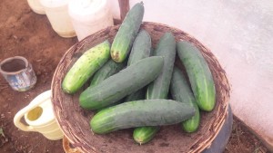 Komkommer from Kenia