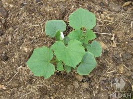 Pumpkins from Kenya