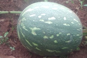 PUMPKIN from Kenya