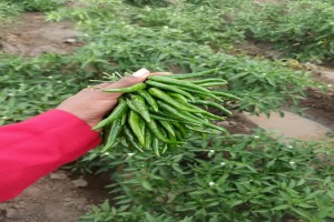 Peperoncini rossi e verdi from Kenya