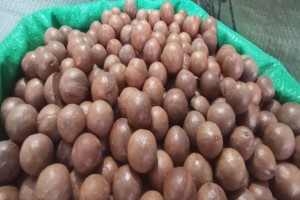 Macadamianoten from Kenia