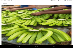 BANANAS CAVENDISH from Quénia