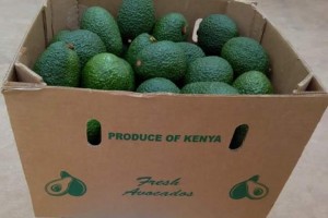 Hass Avocado from Kenya