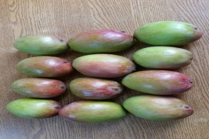 Mangas Ngowe from Quénia