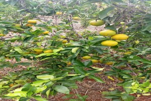 Minneola Oranges from Kenya