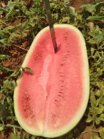 Pastèque from Kenya