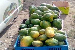 PEPAYA from Kenya