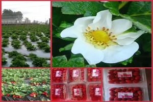Aardbeien from Kenia
